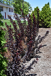 Winecraft Black Smokebush (Cotinus coggygria 'NCCO1') at Wolf's Blooms & Berries