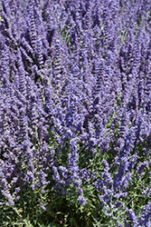 Denim 'n Lace Russian Sage (Perovskia atriplicifolia 'Denim 'n Lace') at Wolf's Blooms & Berries