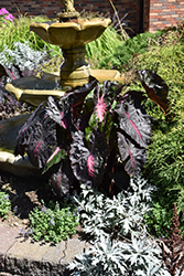 Redemption Elephant Ear (Colocasia 'Redemption') at Wolf's Blooms & Berries
