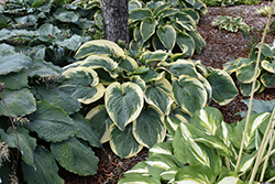 Terms Of Endearment Hosta (Hosta 'Terms Of Endearment') at Wolf's Blooms & Berries