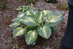 Sound Of Music Hosta (Hosta 'Sound Of Music') at Wolf's Blooms & Berries