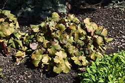 Dolce Toffee Tart Coral Bells (Heuchera 'Toffee Tart') at Wolf's Blooms & Berries