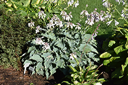 Dancing With Dragons Hosta (Hosta 'Dancing With Dragons') at Wolf's Blooms & Berries