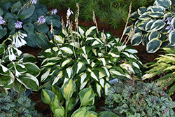 Vulcan Hosta (Hosta 'Vulcan') at Wolf's Blooms & Berries