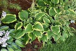 Spartacus Hosta (Hosta 'Spartacus') at Wolf's Blooms & Berries