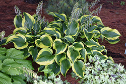 Atlantis Hosta (Hosta 'Atlantis') at Wolf's Blooms & Berries