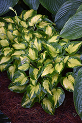 Shadowland Etched Glass Hosta (Hosta 'Etched Glass') at Wolf's Blooms & Berries