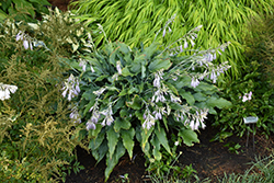 Wild Imagination Hosta (Hosta 'Wild Imagination') at Wolf's Blooms & Berries