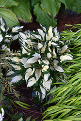 Fire and Ice Hosta (Hosta 'Fire and Ice') at Wolf's Blooms & Berries