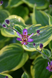 Autumn Glow Toad Lily (Tricyrtis formosana 'Autumn Glow') at Wolf's Blooms & Berries