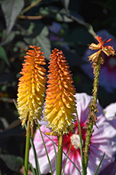 Pyromania Backdraft Torchlily (Kniphofia 'Backdraft') at Wolf's Blooms & Berries