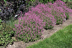 Rosie Posie Hyssop (Agastache 'Rosie Posie') at Wolf's Blooms & Berries