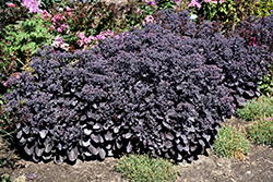 Rock 'N Grow Back in Black Stonecrop (Sedum 'Back In Black') at Wolf's Blooms & Berries