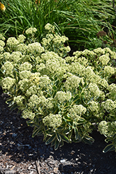 Frosted Fire Stonecrop (Sedum 'Frosted Fire') at Wolf's Blooms & Berries