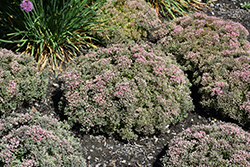 Rock 'N Round Pride and Joy Stonecrop (Sedum 'Pride and Joy') at Wolf's Blooms & Berries