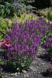 Pink Profusion Meadow Sage (Salvia nemorosa 'Pink Profusion') at Wolf's Blooms & Berries