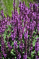 Pink Profusion Meadow Sage (Salvia nemorosa 'Pink Profusion') at Wolf's Blooms & Berries