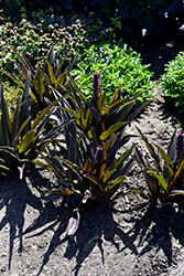 Crowning Glory Purple Reign Pineapple Lily (Eucomis 'Purple Reign') at Wolf's Blooms & Berries