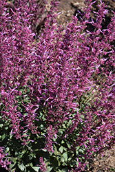 Meant to Bee Royal Raspberry Hyssop (Agastache 'Royal Raspberry') at Wolf's Blooms & Berries