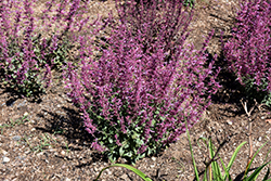 Meant to Bee Royal Raspberry Hyssop (Agastache 'Royal Raspberry') at Wolf's Blooms & Berries