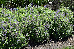 Cat's Pajamas Catmint (Nepeta 'Cat's Pajamas') at Wolf's Blooms & Berries