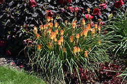 Pyromania Backdraft Torchlily (Kniphofia 'Backdraft') at Wolf's Blooms & Berries