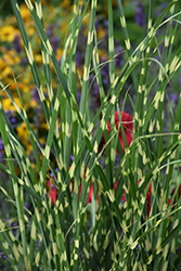 High Frequency Maiden Grass (Miscanthus sinensis 'NCMS3') at Wolf's Blooms & Berries