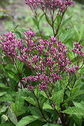 Euphoria Ruby Joe Pye Weed (Eupatorium purpureum 'FLOREUPRE1') at Wolf's Blooms & Berries