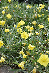Evening Sun Primrose (Oenothera missouriensis 'Evening Sun') at Wolf's Blooms & Berries