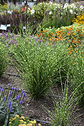 High Frequency Maiden Grass (Miscanthus sinensis 'NCMS3') at Wolf's Blooms & Berries