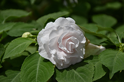 Glimmer White Double Impatiens (Impatiens 'Balglimite') at Wolf's Blooms & Berries