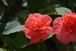 Glimmer Salmon Double Impatiens (Impatiens 'Balglimsal') at Wolf's Blooms & Berries