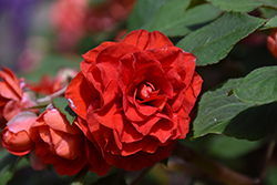 Glimmer Bright Red Double Impatiens (Impatiens 'Balglimbred') at Wolf's Blooms & Berries