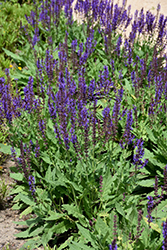 Blue By You Meadow Sage (Salvia nemorosa 'Balsalbyu') at Wolf's Blooms & Berries