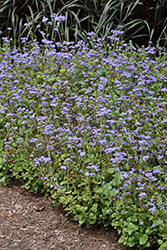 Blue Horizon Flossflower (Ageratum 'Blue Horizon') at Wolf's Blooms & Berries