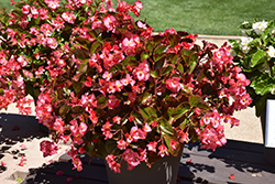 Whopper Rose Bronze Leaf Begonia (Begonia 'Whopper Rose Bronze Leaf') at Wolf's Blooms & Berries