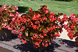 Whopper Red Bronze Leaf Begonia (Begonia 'Whopper Red Bronze Leaf') at Wolf's Blooms & Berries
