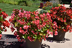 Whopper Rose Green Leaf Begonia (Begonia 'Whopper Rose Green Leaf') at Wolf's Blooms & Berries