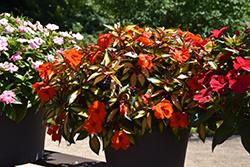 SunPatiens Vigorous Tropical Orange New Guinea Impatiens (Impatiens 'SAKIMP055') at Wolf's Blooms & Berries