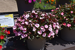 SunPatiens Compact Pink Candy Impatiens (Impatiens 'SAKIMP046') at Wolf's Blooms & Berries