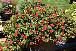 MiniFamous Uno Double Orange Flame Calibrachoa (Calibrachoa 'KLECA21573') at Wolf's Blooms & Berries