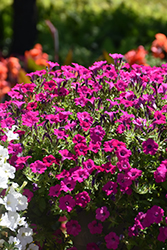 Itsy Magenta Petunia (Petunia 'Itsy Magenta') at Wolf's Blooms & Berries
