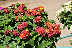 Shamrock Orange Flame Lantana (Lantana 'Balshamorfim') at Wolf's Blooms & Berries