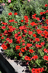 Easy Wave Red Petunia (Petunia 'Easy Wave Red') at Wolf's Blooms & Berries