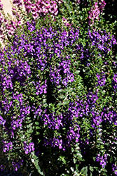 Archangel Purple Angelonia (Angelonia angustifolia 'Balarcpurpi') at Wolf's Blooms & Berries