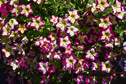 Headliner Banana Cherry Petunia (Petunia 'KLEPH20425') at Wolf's Blooms & Berries