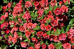 MiniFamous Uno Double Orange Flame Calibrachoa (Calibrachoa 'KLECA21573') at Wolf's Blooms & Berries