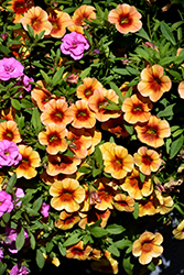 MiniFamous Neo Orange + Red Eye Calibrachoa (Calibrachoa 'KLECA16334') at Wolf's Blooms & Berries