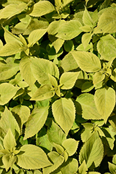 Premium Sun Lime Delight Coleus (Solenostemon scutellarioides 'Lime Delight') at Wolf's Blooms & Berries