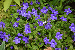 Endless Illumination Browallia (Browallia 'UNHBR12') at Wolf's Blooms & Berries